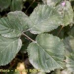 Rubus andegavensis Blad