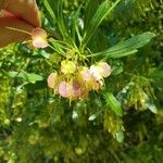 Dodonaea viscosa subsp. angustissimaFlower