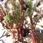 Gilia achilleifolia Hábito