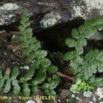 Asplenium obovatum Arall