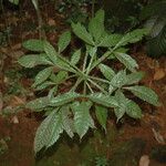 Vitex altissima Hoja