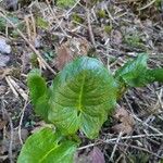 Arum cylindraceum Hoja