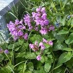 Betonica macrantha Flower