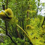 Osmunda regalis Lapas