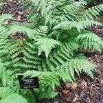 Dryopteris remota आदत