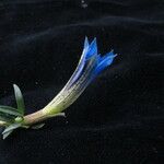 Gentiana meiantha موطن