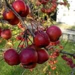 Malus sylvestris Fruto