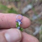 Trichostema dichotomum Flor