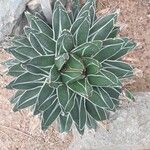 Agave victoriae-reginae Лист