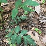 Geum canadense പുഷ്പം