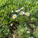 Anthemis cotula Flower