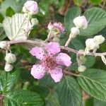 Rubus ulmifolius फूल