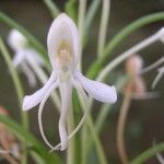 Habenaria procera Flor