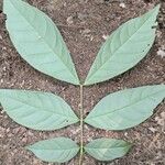 Julbernardia seretii Hoja