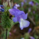 Cleonia lusitanica Blüte