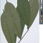 Trichilia tessmannii Other