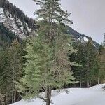 Pinus strobus Habitus