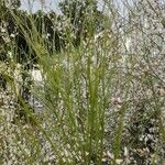 Retama monosperma Leaf