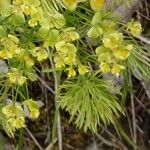 Euphorbia cyparissias 葉