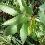 Helleborus lividus Leaf