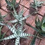 Aloe rauhii 葉