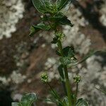 Mercurialis corsica Otro