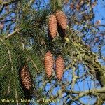 Picea smithiana Other