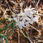 Chlorophytum affine Lorea