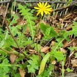 Aposeris foetida Flor