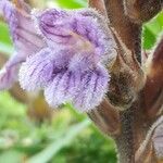 Phelipanche purpurea Kwiat