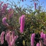 Sanguisorba hakusanensisFlor