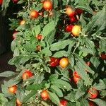 Solanum pseudocapsicum Plod