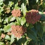 Viburnum rigidum Blomst