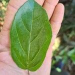 Premna serratifolia Leaf