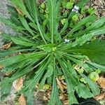 Erigeron floribundus Folha