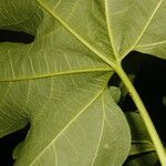Gyrocarpus jatrophifolius Leaf