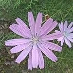 Lactuca perennis Λουλούδι