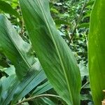 Hedychium flavescens Levél