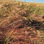 Themeda triandra Žiedas