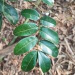 Copaifera langsdorffii Blatt