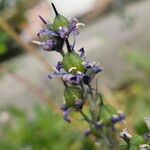 Hyacinthoides × massartianaFruit