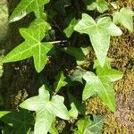 Hedera hibernica पत्ता