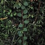 Gaultheria hispidula 整株植物