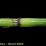 Equisetum × trachyodon Övriga