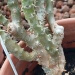 Pelargonium echinatum Corteza