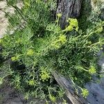 Crithmum maritimum Celota