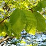 Fagus orientalis Leaf