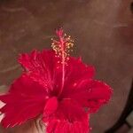 Hibiscus rosa-sinensisFlower