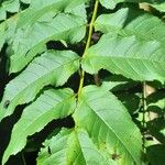 Juglans australis Lehti