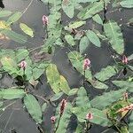 Persicaria amphibia പുഷ്പം